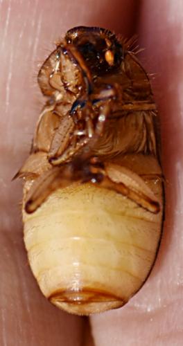 Melolonthinae